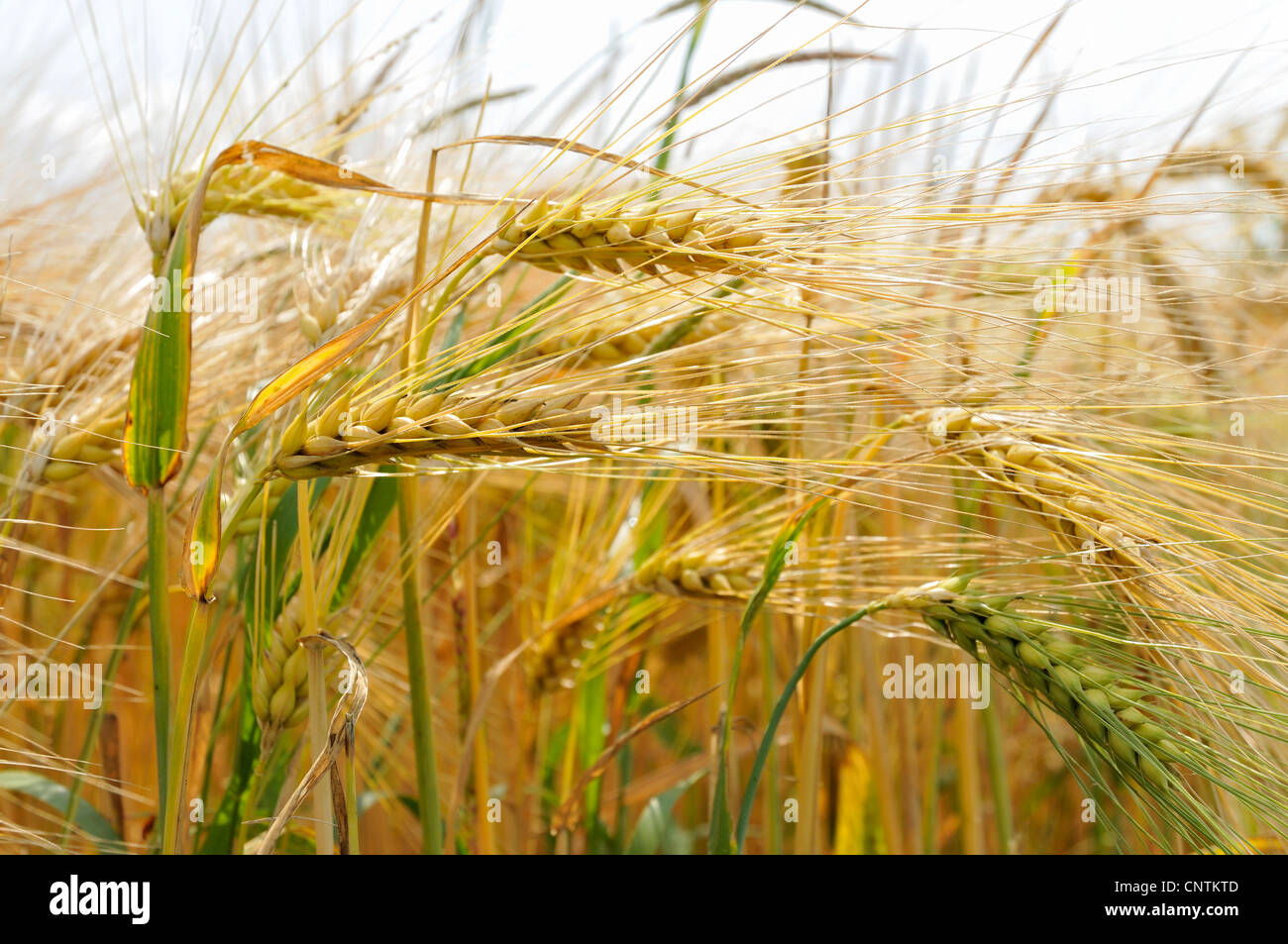 barley (Hordeum vulgare), barley ears, Germany Stock Photo Alamy