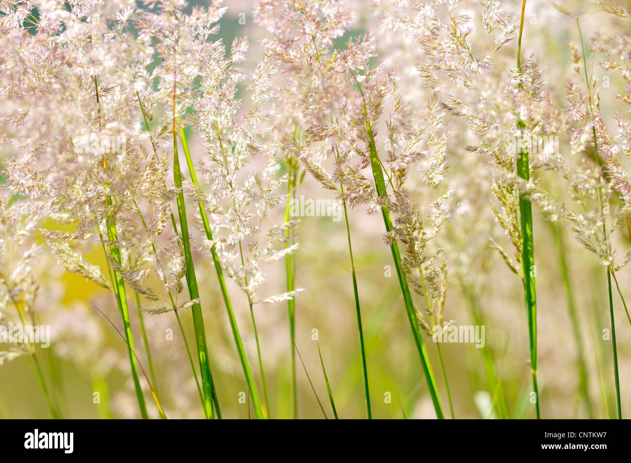 common velvet grass, Yorkshirefog, creeping velvetgrass (Holcus