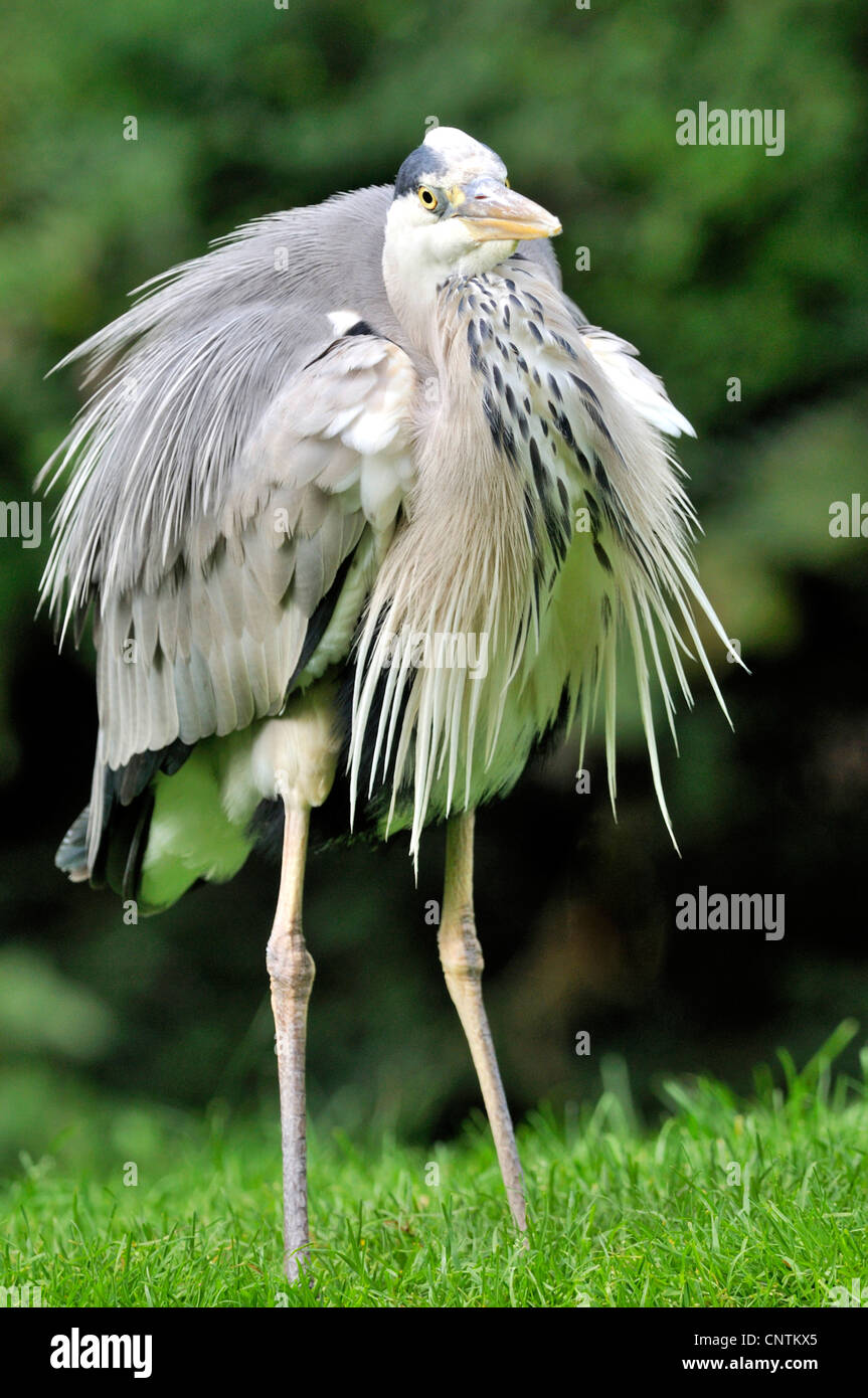 grey heron (Ardea cinerea), standing on a lawn shaking its plumage Stock Photo