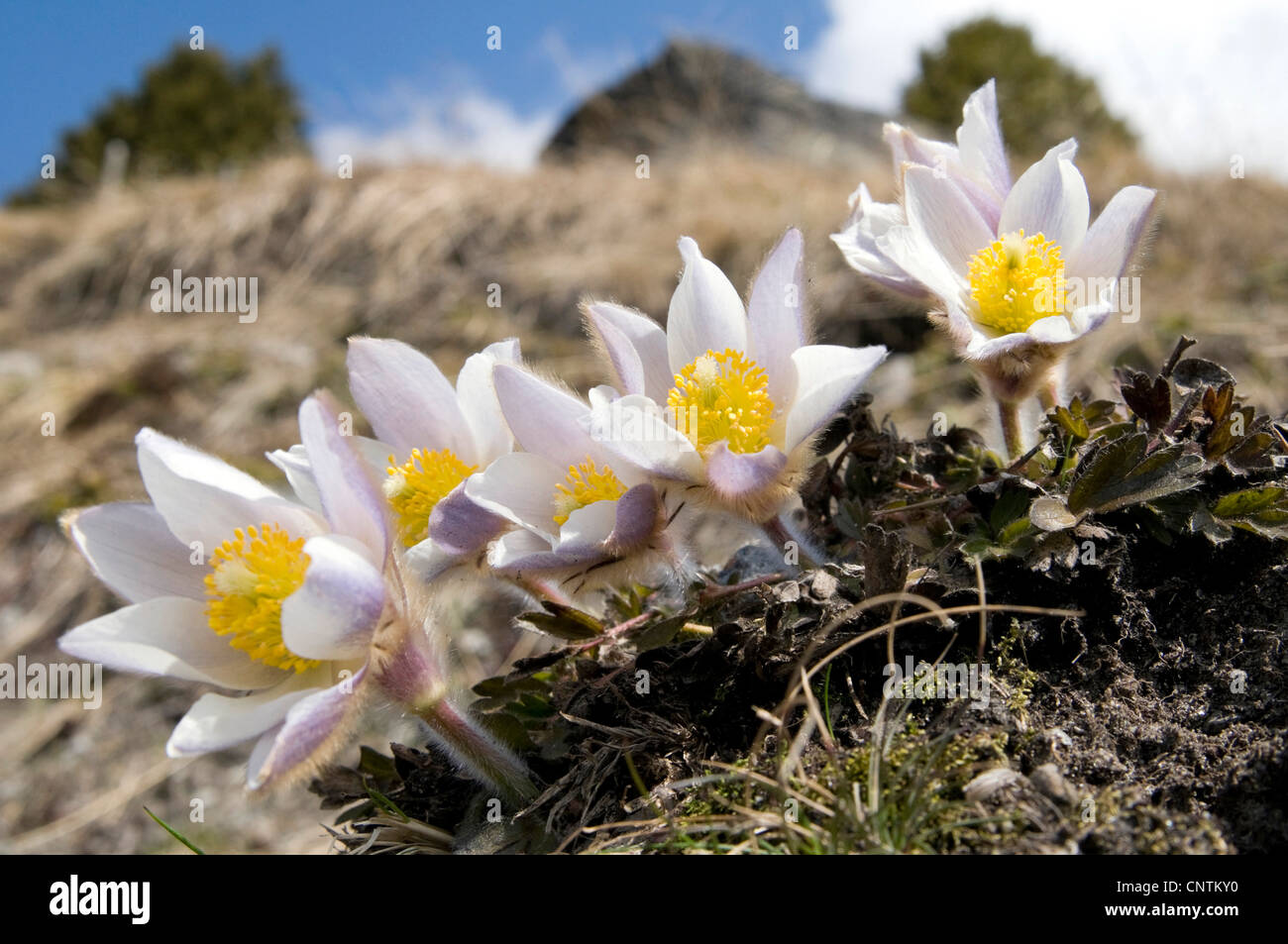 spring anemone, pasque flower (Pulsatilla vernalis), blooming on a mountain meadow, Italy, South Tyrol, Plawenntal Stock Photo