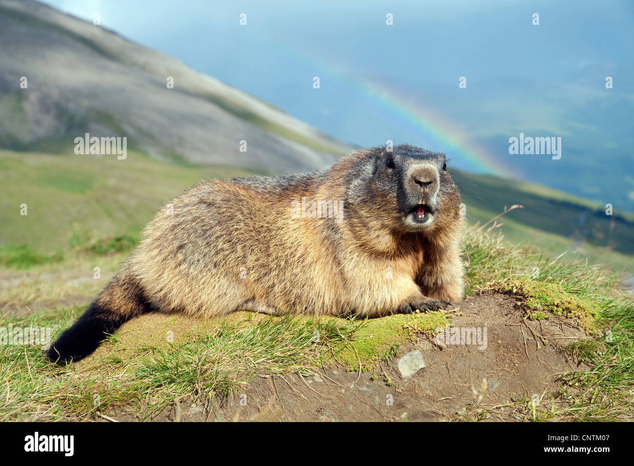 alpine marmot (Marmota marmota), juvenile lying on a hill in front of a mountain panorama with a rainbow above, Austria, Kaernten, Hohe Tauern National Park Stock Photo