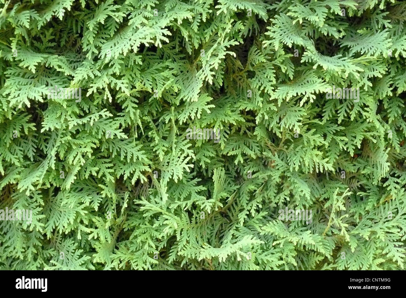 yellow cedar, eastern white cedar (Thuja occidentalis), twigs Stock Photo