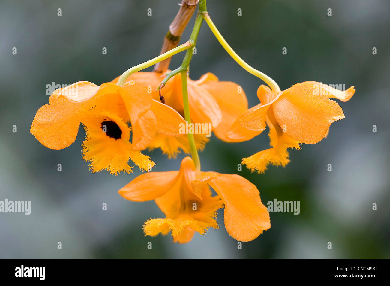 Dendrobium (Dendrobium fimbriatum var. oculatum), flowers Stock Photo