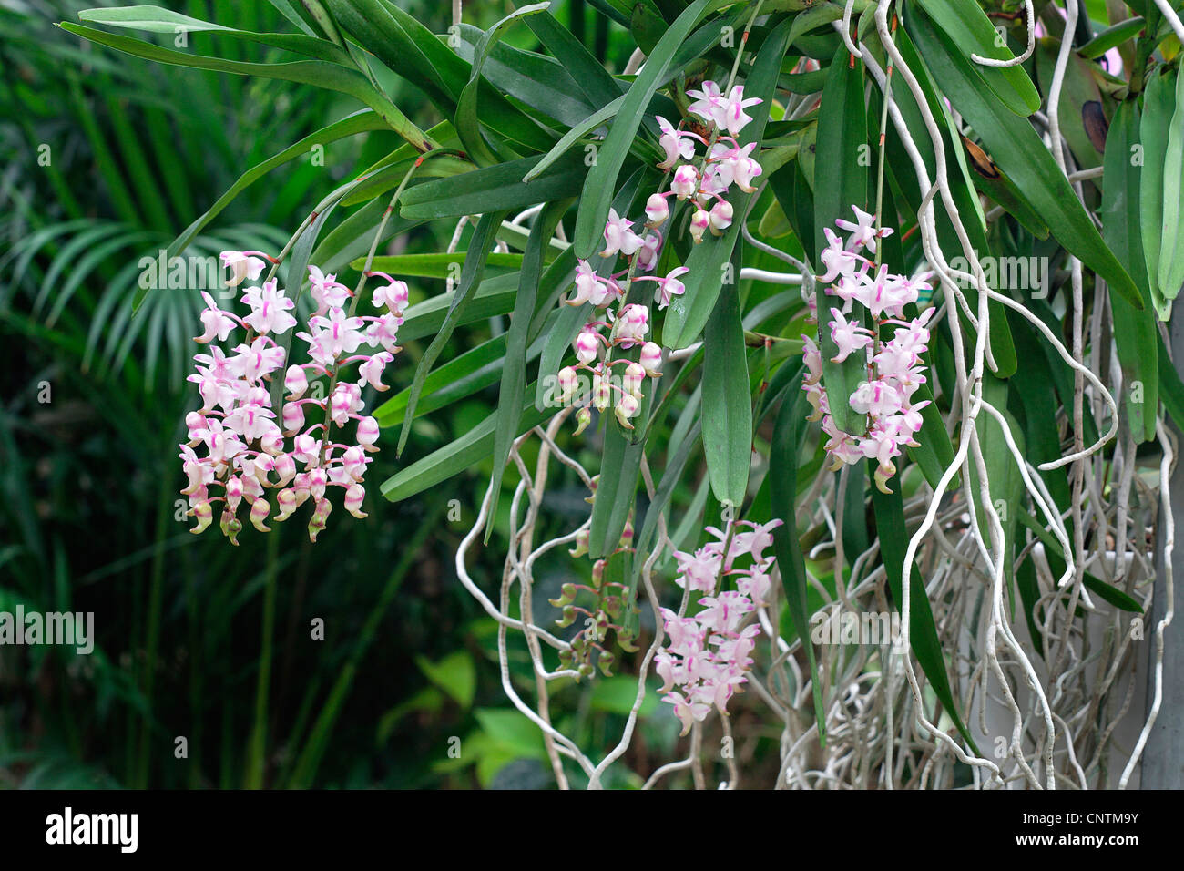 Aerides (Aerides odorata), blooming, Germany Stock Photo