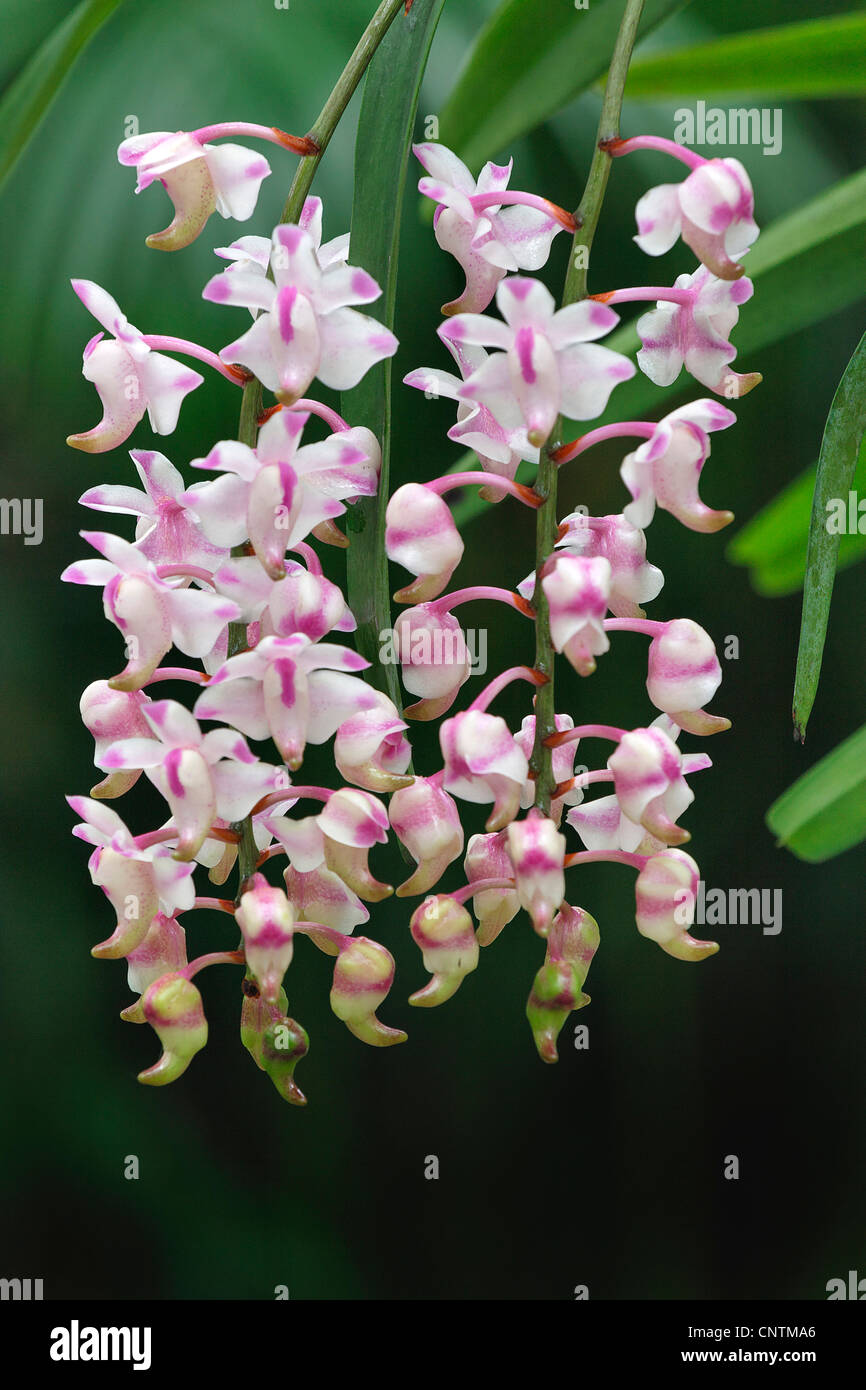 Aerides (Aerides odorata), blooming Stock Photo