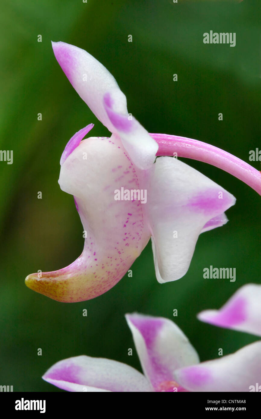 Aerides (Aerides odorata), flower Stock Photo