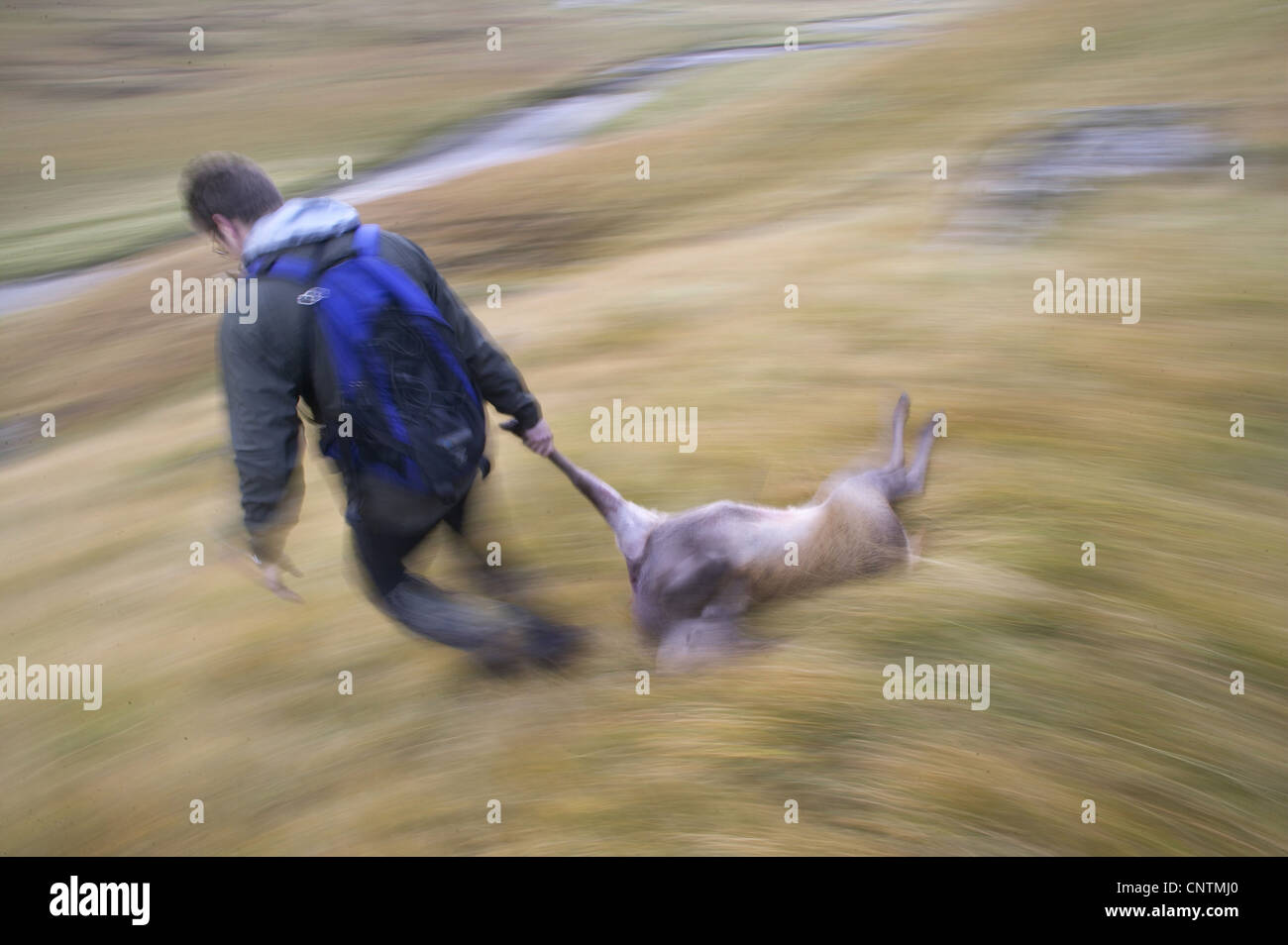 Dragging dead prey hi-res stock photography and images - Alamy