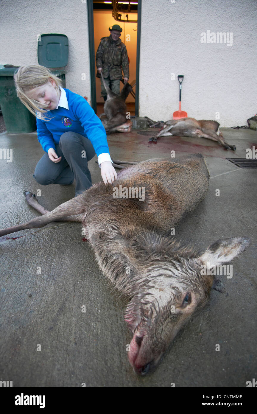 red deer (Cervus elaphus), little girl smiling while touching a shot hind lying on the concrete ground in front of a carving station while a stalker is pulling other animals into the building by the hind legs, United Kingdom, Scotland, Sutherland Stock Photo