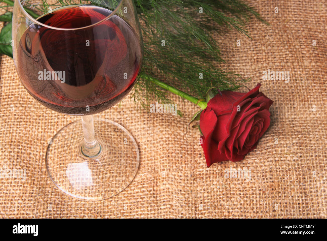 red rose and a red vine Stock Photo