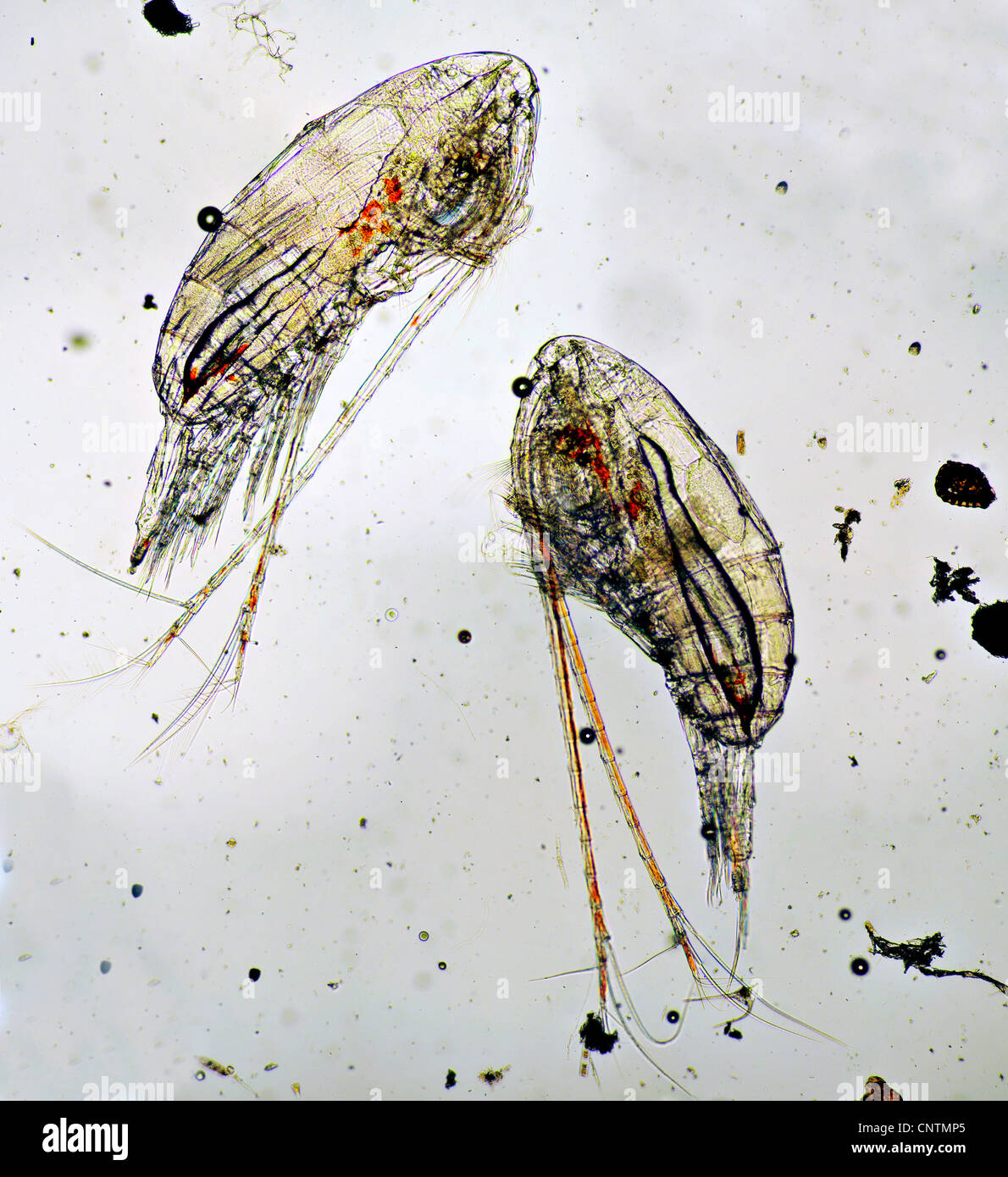 Copepod (Calanus finmarchicus), The planktonic Crustacean Calanus finmarchicus, the most common zooplankton in the North Sea Stock Photo