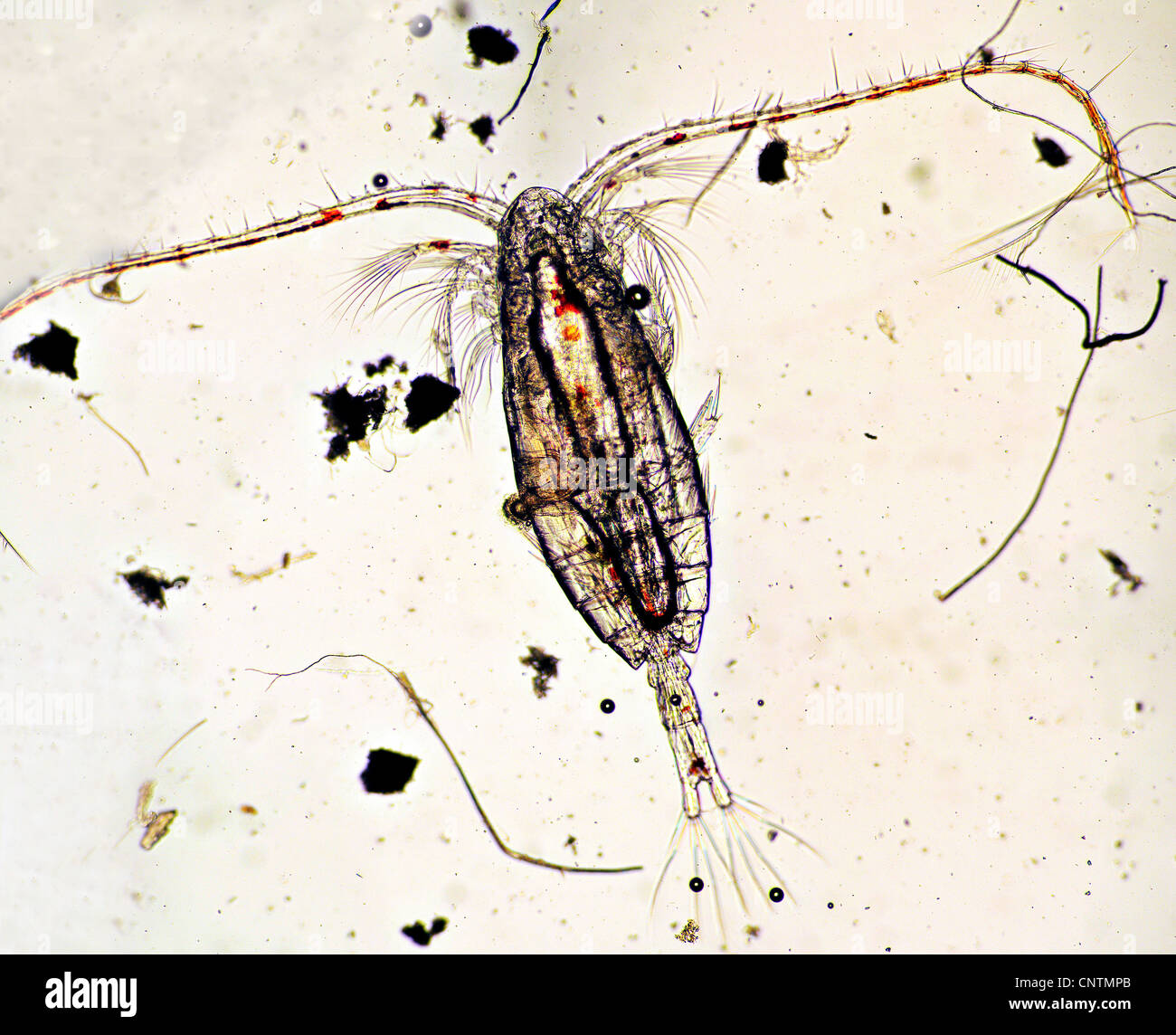 Copepod (Calanus finmarchicus), The planktonic Crustacean Calanus finmarchicus, the most common zooplankton in the North Sea, Dorsal view Stock Photo
