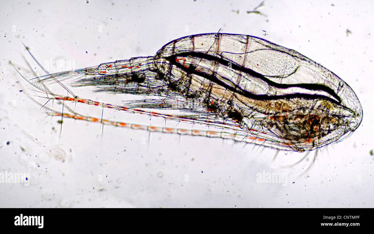 Copepod (Calanus finmarchicus), The planktonic Crustacean Calanus finmarchicus, the most common zooplankton in the North Sea Stock Photo