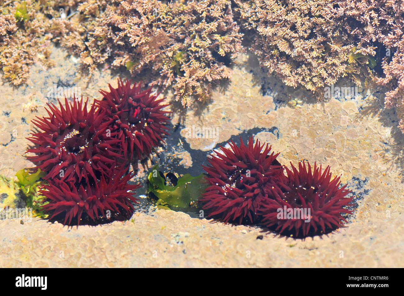 sea anemones (Actiniaria), in a rockpool, Portugal, Algarve Stock Photo