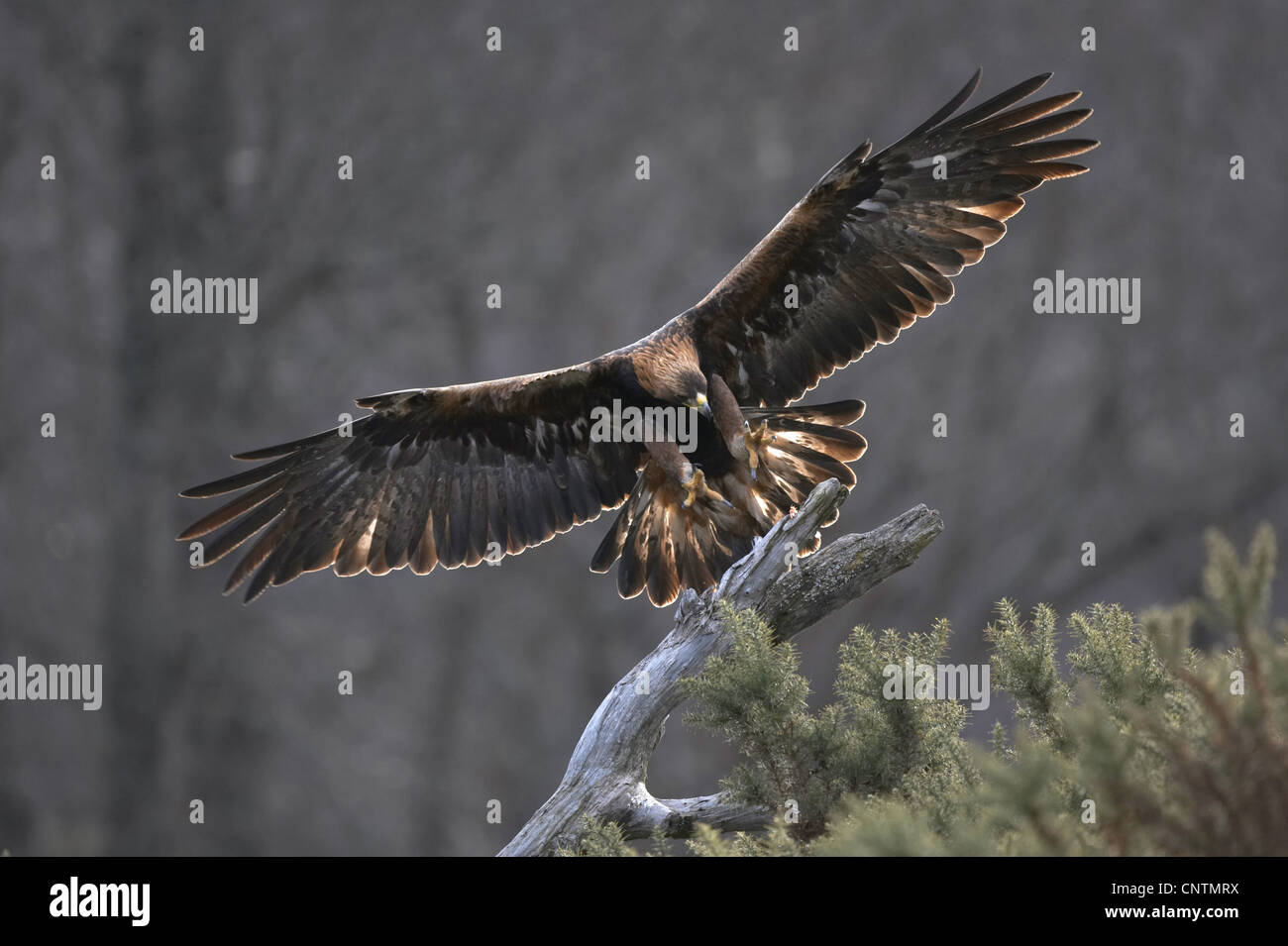 golden eagle (Aquila chrysaetos), landing on a dead pine snag, United Kingdom, Scotland, Cairngorms National Park Stock Photo