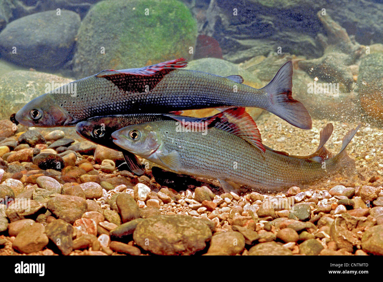 grayling (Thymallus thymallus), two milkners with a spawner spawning, Germany, Bavaria Stock Photo
