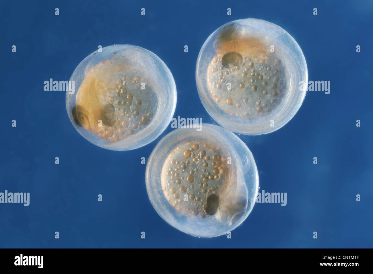 grayling (Thymallus thymallus), eggs, transparent larvae, Germany, Bavaria Stock Photo