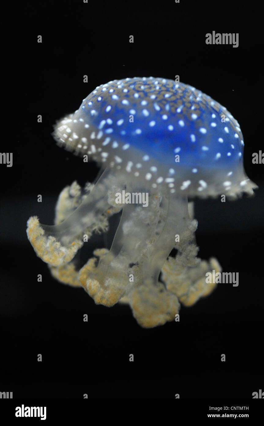 White-spotted jellyfish (Phyllorhiza punctata), swimming Stock Photo