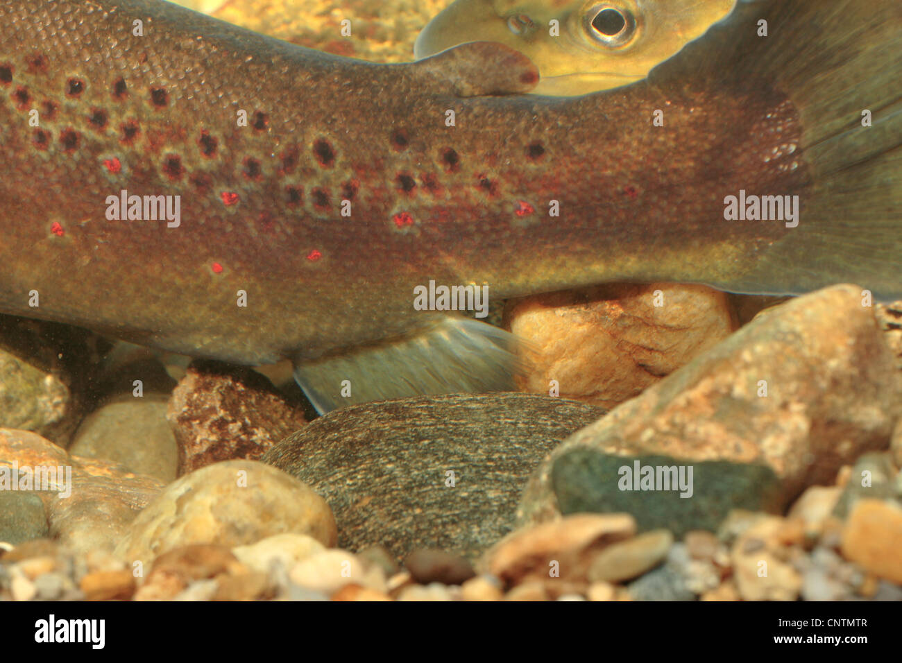 One-day-old brown trout eggs - Stock Image - Z605/0232 - Science Photo  Library