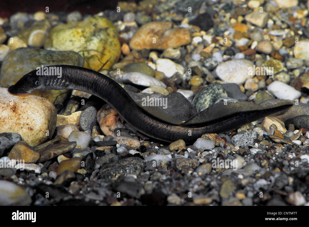 lamprey (cf. Eudontomyzon danfordi), adhered to a stone, Germany, Baden-Wuerthemberg, Schmiech, Ehingen Stock Photo