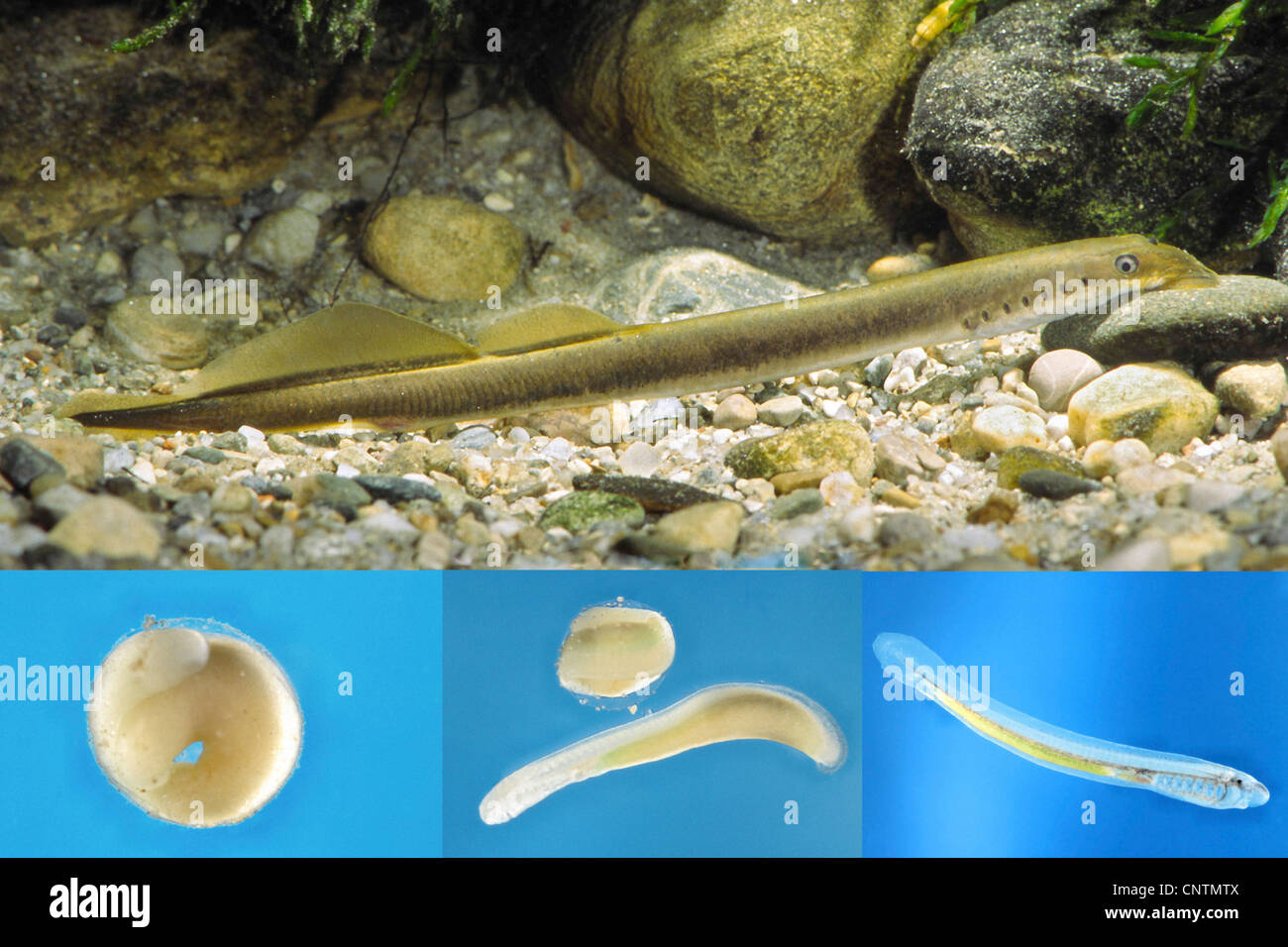 Brook lamprey, European brook lamprey (Lampetra planeri), spwaner adhered to a stone, with development stages, Germany, Baden-Wuerttemberg, Schmiech, Ehingen Stock Photo