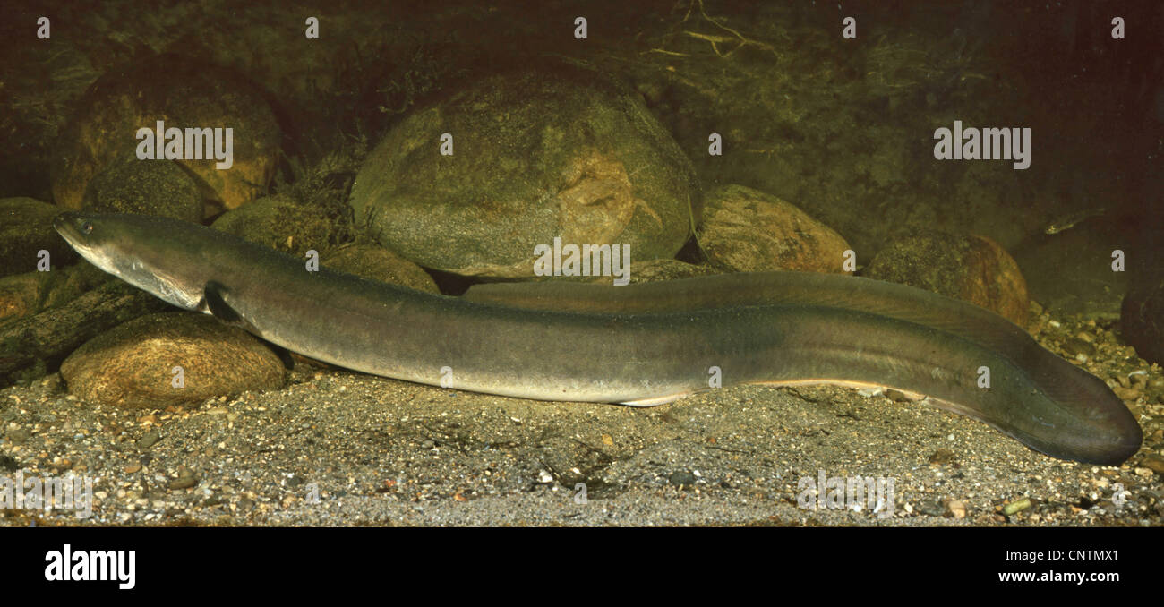 Eel European Eel River Eel Anguilla Anguilla With Wide Head