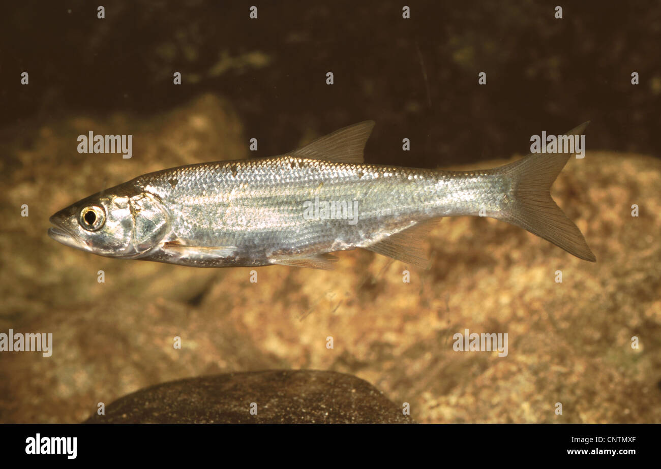 asp (Aspius aspius), lateral view Stock Photo - Alamy