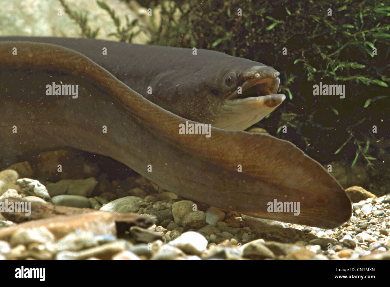 Eel European Eel River Eel Anguilla Anguilla With Wide Head
