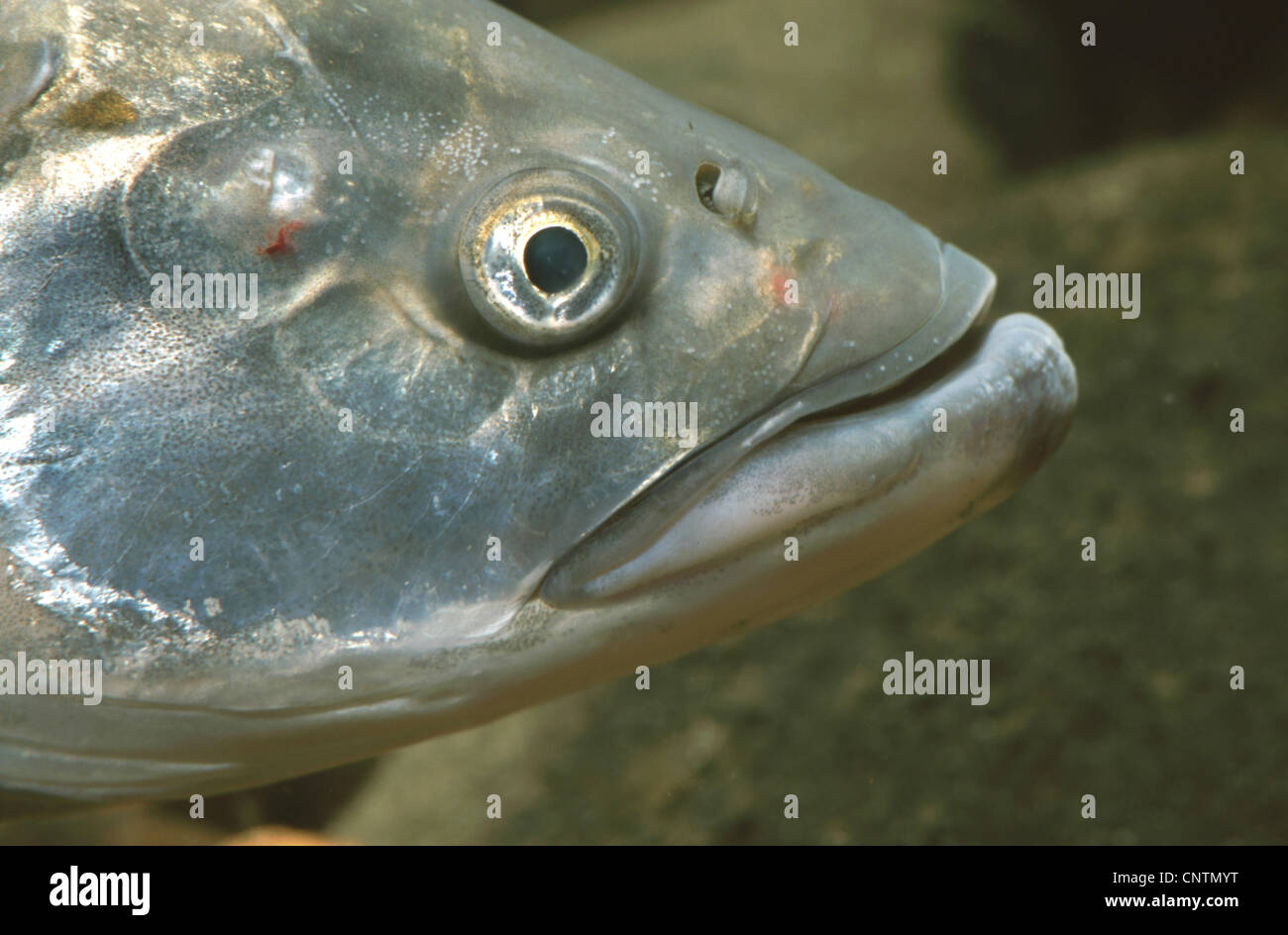 asp (Aspius aspius), portrait Stock Photo - Alamy