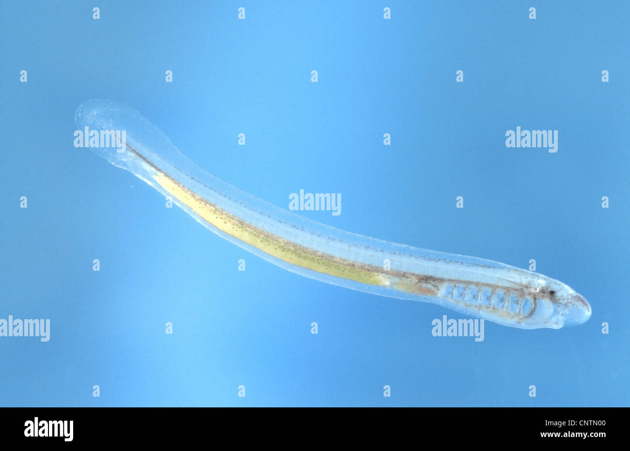Brook lamprey, European brook lamprey (Lampetra planeri), juvenile, 12 mm Stock Photo