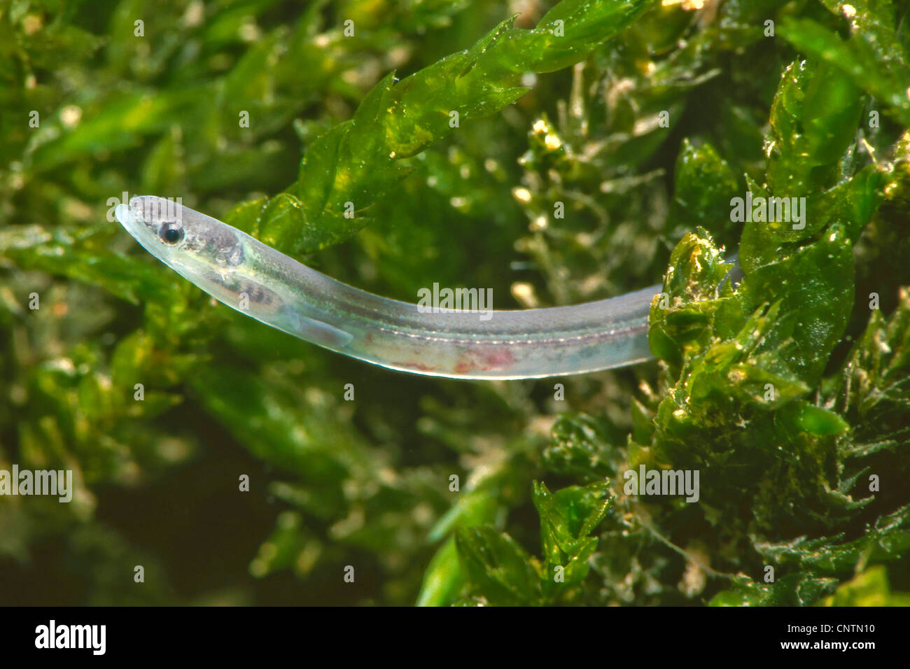 Eel European Eel River Eel Anguilla Anguilla Glaas Eel With Water