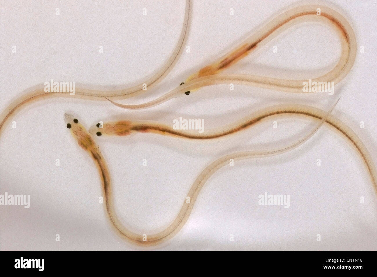 Eel European Eel River Eel Anguilla Anguilla Glass Eel Germany