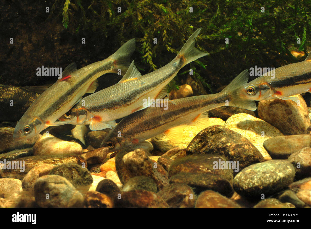 vairone, telestes, souffie (Leuciscus souffia), several individuals in spawning season colours Stock Photo