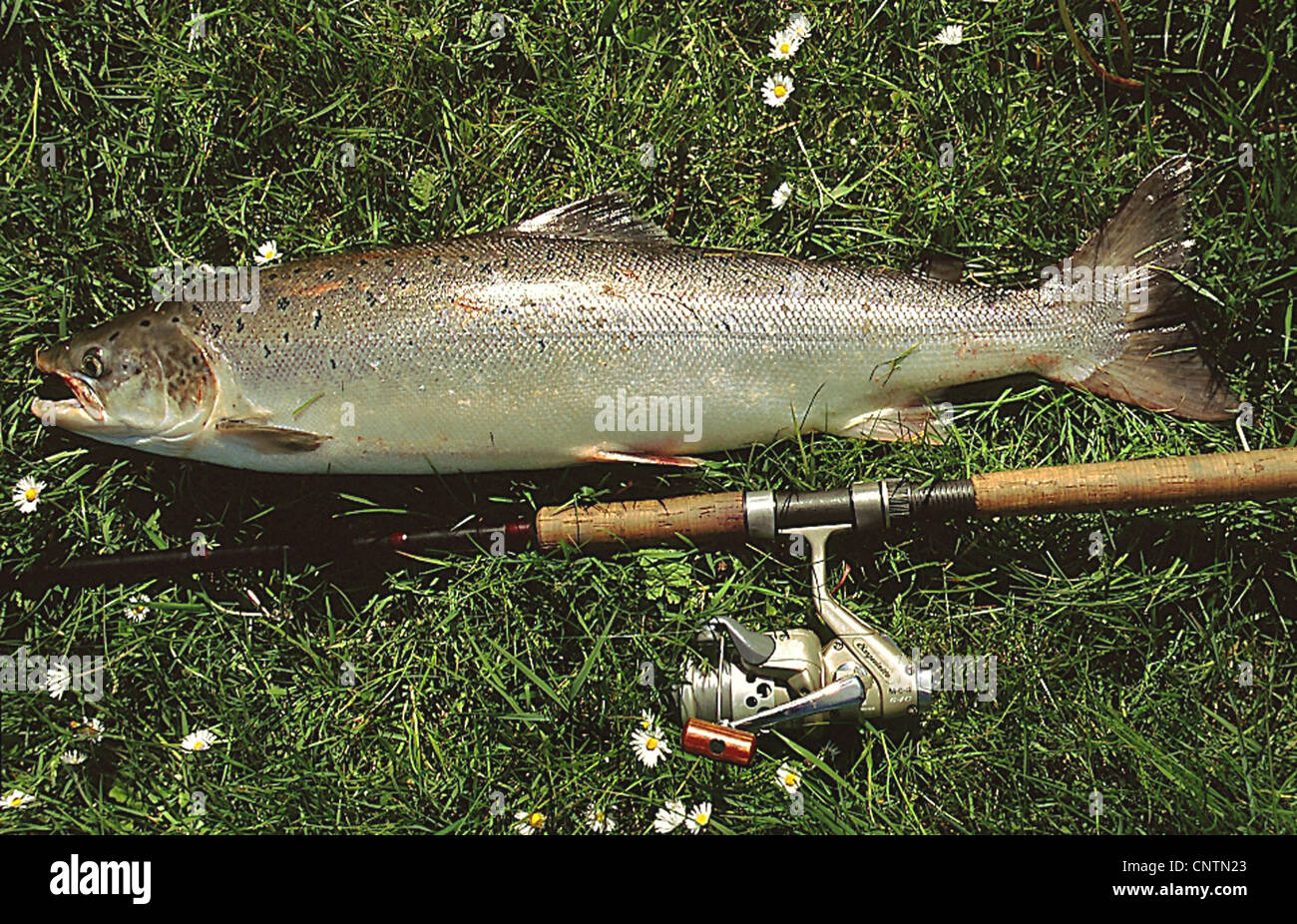 Atlantic salmon, ouananiche, lake Atlantic salmon, landlocked salmon, Sebago salmon (Salmo salar), angled fish lying with a fishing rod in grass, Ireland Stock Photo