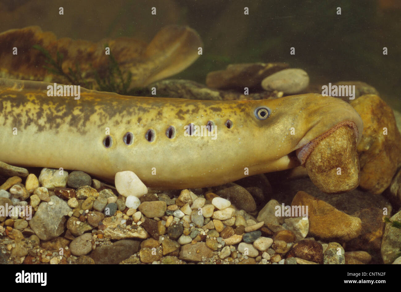 Sea lamprey (Petromyzon marinus), building a spawn hollow with a pebble in the mouth, Germany, Rhine, Iffezheim Stock Photo