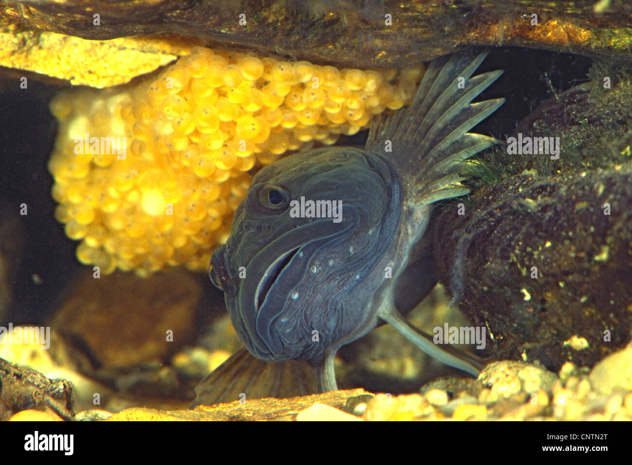 Miller's thumb, bullhead (Cottus gobio), male guarding spawn clumps in a spawning cave Stock Photo