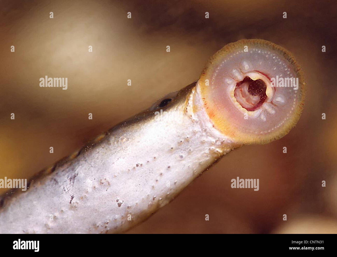 Brook lamprey, European brook lamprey (Lampetra planeri), toothed, funnel-like sucking mouth, Germany, Rhine, Iffezheim Stock Photo