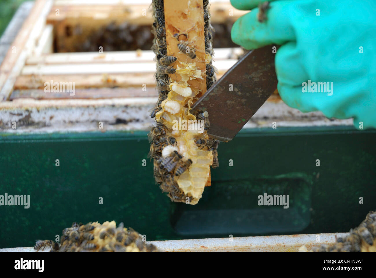honey bee, hive bee (Apis mellifera mellifera), beekeeper scraping wild honeycombs with larvae from wooden frame Stock Photo