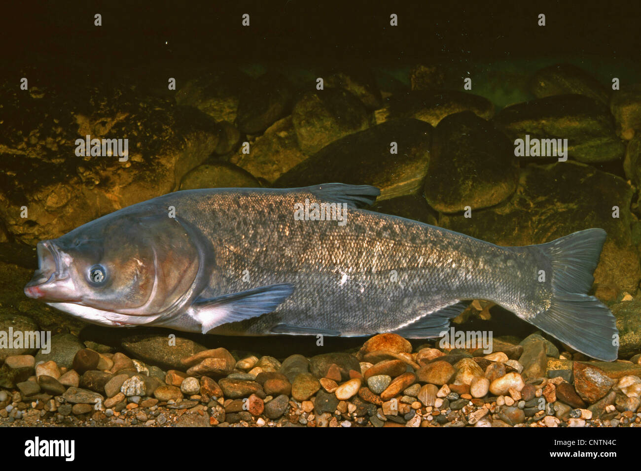 bighead carp (Hypophthalmichthys nobilis, Aristichthys nobilis), lateral view Stock Photo