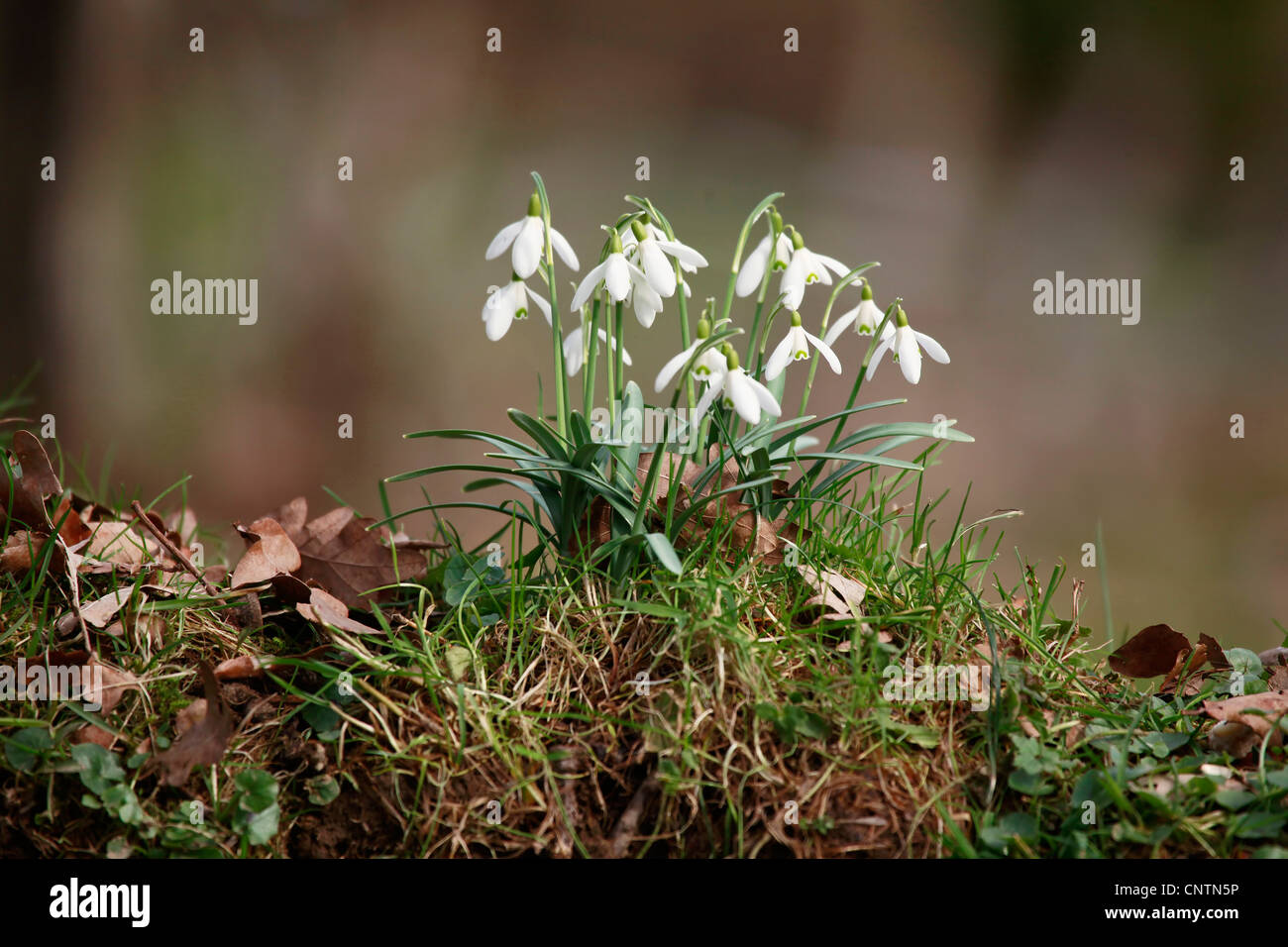 common snowdrop (Galanthus nivalis), flowering, Germany Stock Photo