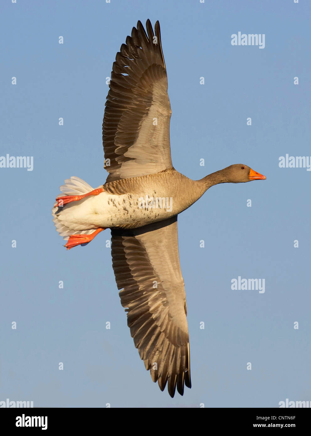 greylag goose (Anser anser), in flight, United Kingdom, Scotland Stock Photo