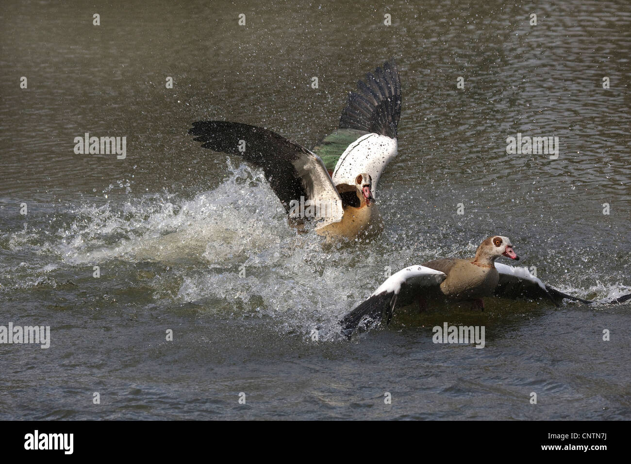 Egyptian goose (Alopochen aegyptiacus), turf war, penetrator is banished, Germany Stock Photo