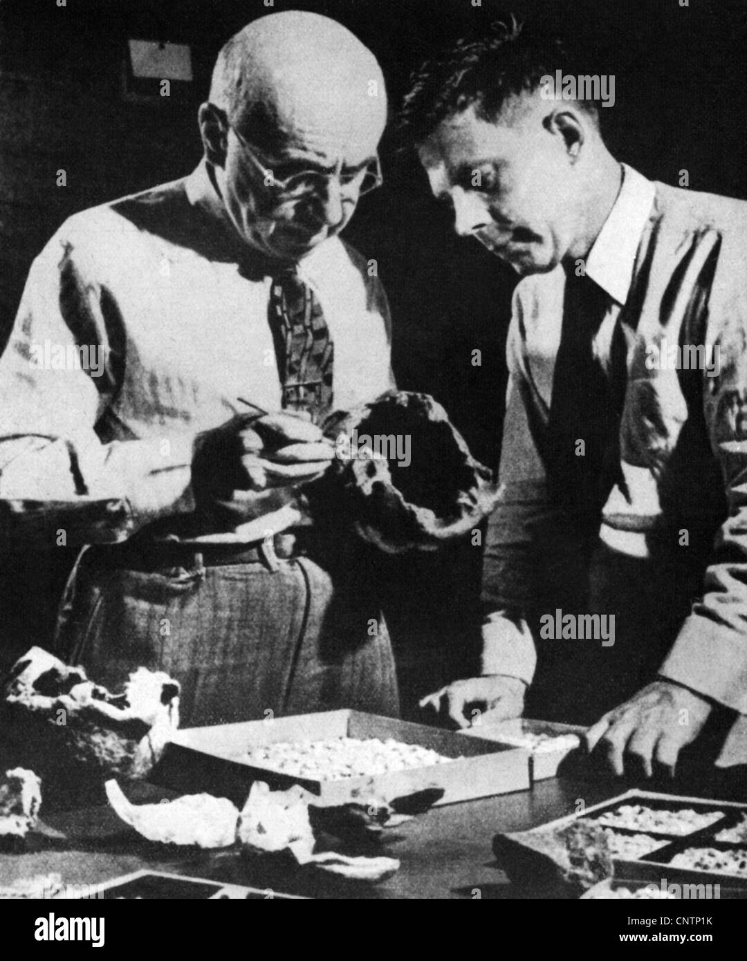 Koenigswald, Ralph von, 13.11.1902 - 10.7.1982, German paleontologist, geologist, half length, with Franz Weidenreich, examining bones of a Java Man, Stock Photo