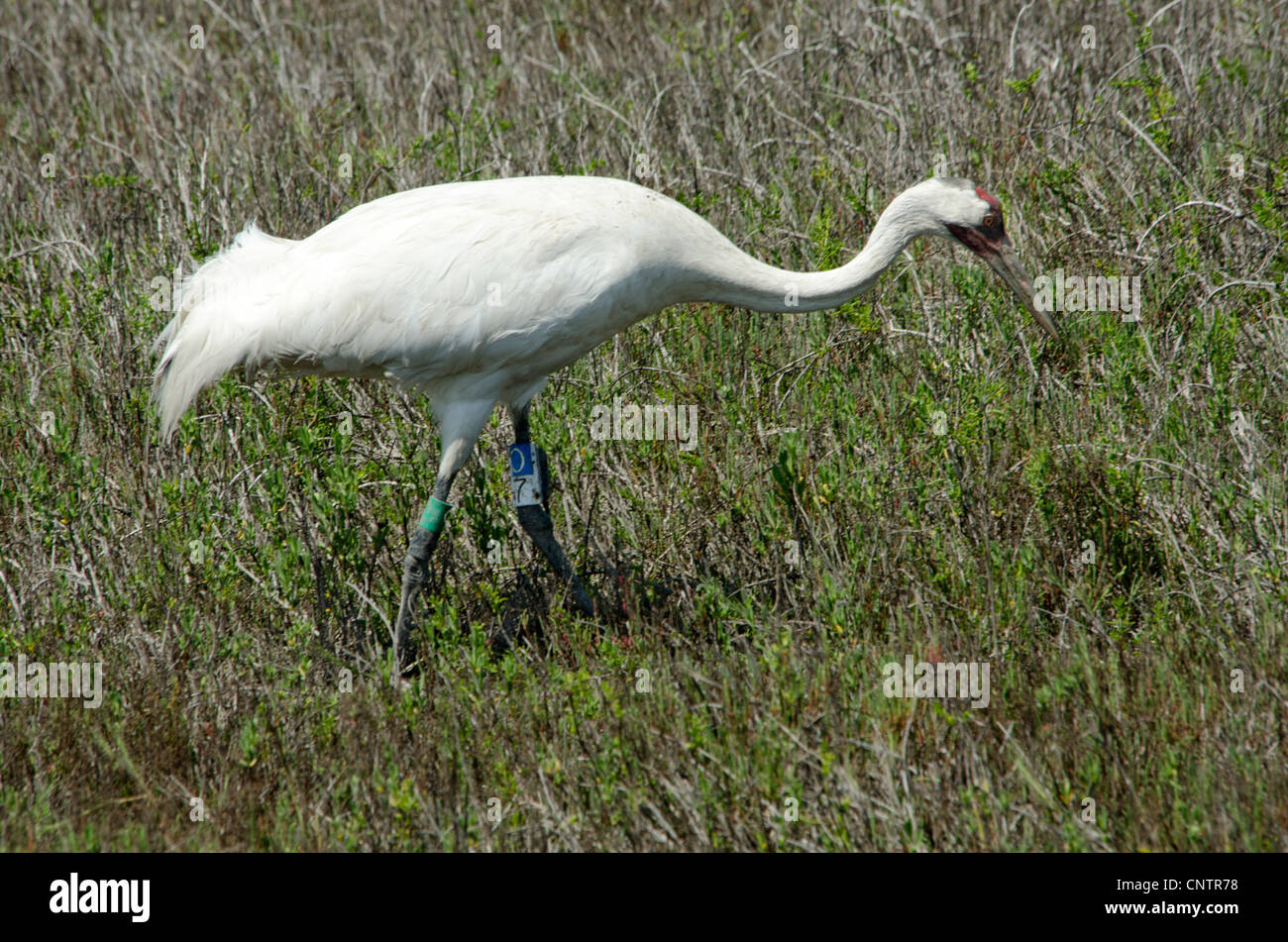 A male Whooping Crane,Grus americana, feeds at the Aransas National Wildlife Refuge, barrier islands, Gulf Coast, Texas, USA. Stock Photo
