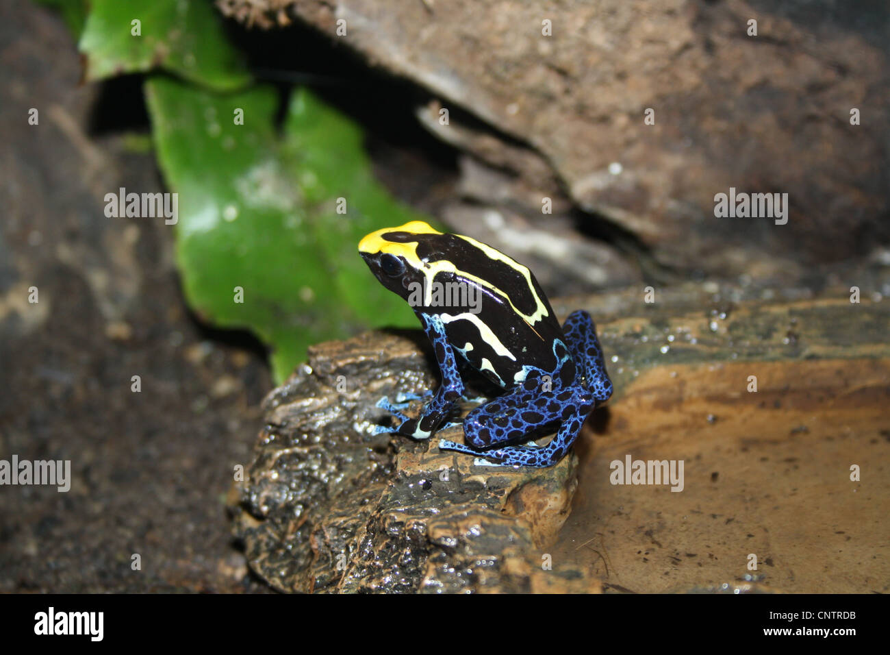 A Poison Arrow Frog photographed in captivity at Chester Zoo, Chester, UK. Stock Photo