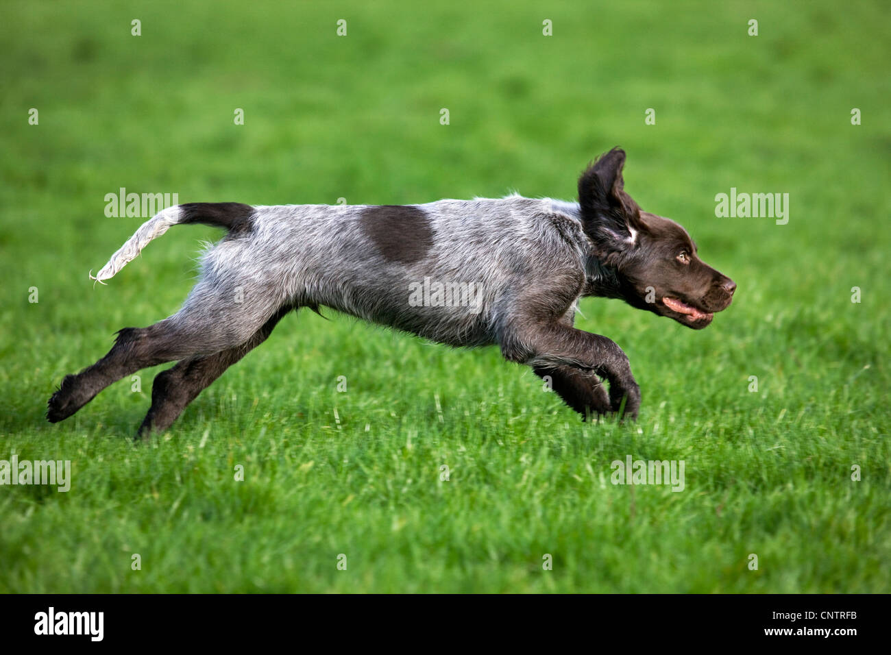 Small Munsterlander / Kleiner Münsterländer (Canis lupus familiaris), pup running in garden Stock Photo
