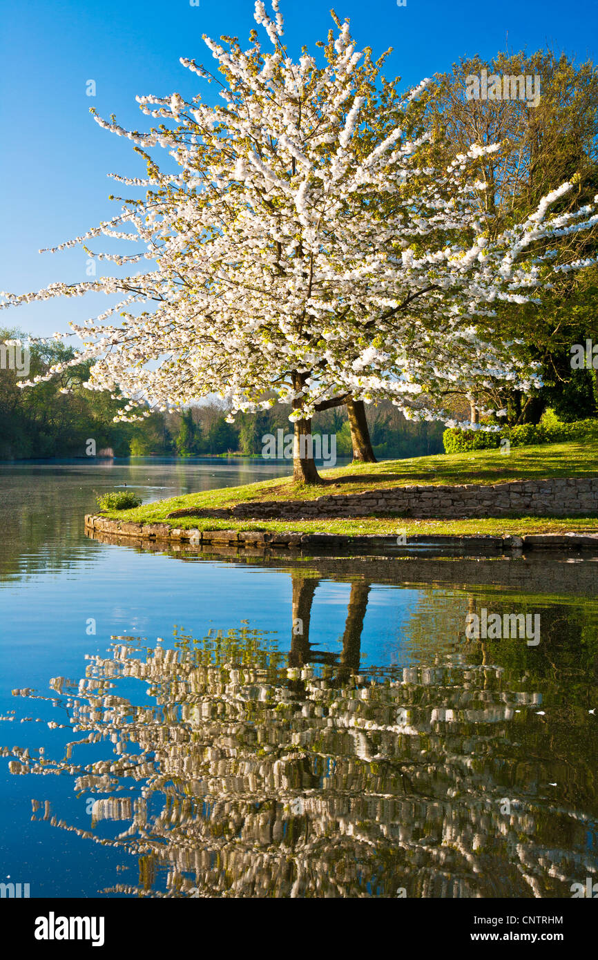 White cherry tree, Prunus, covered in blossom by the lake at Coate Water Country Park, Swindon, Wiltshire, England, UK Stock Photo