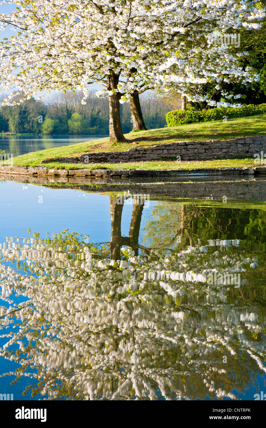 White cherry tree, Prunus, covered in blossom by the lake at Coate Water Country Park, Swindon, Wiltshire, England, UK Stock Photo