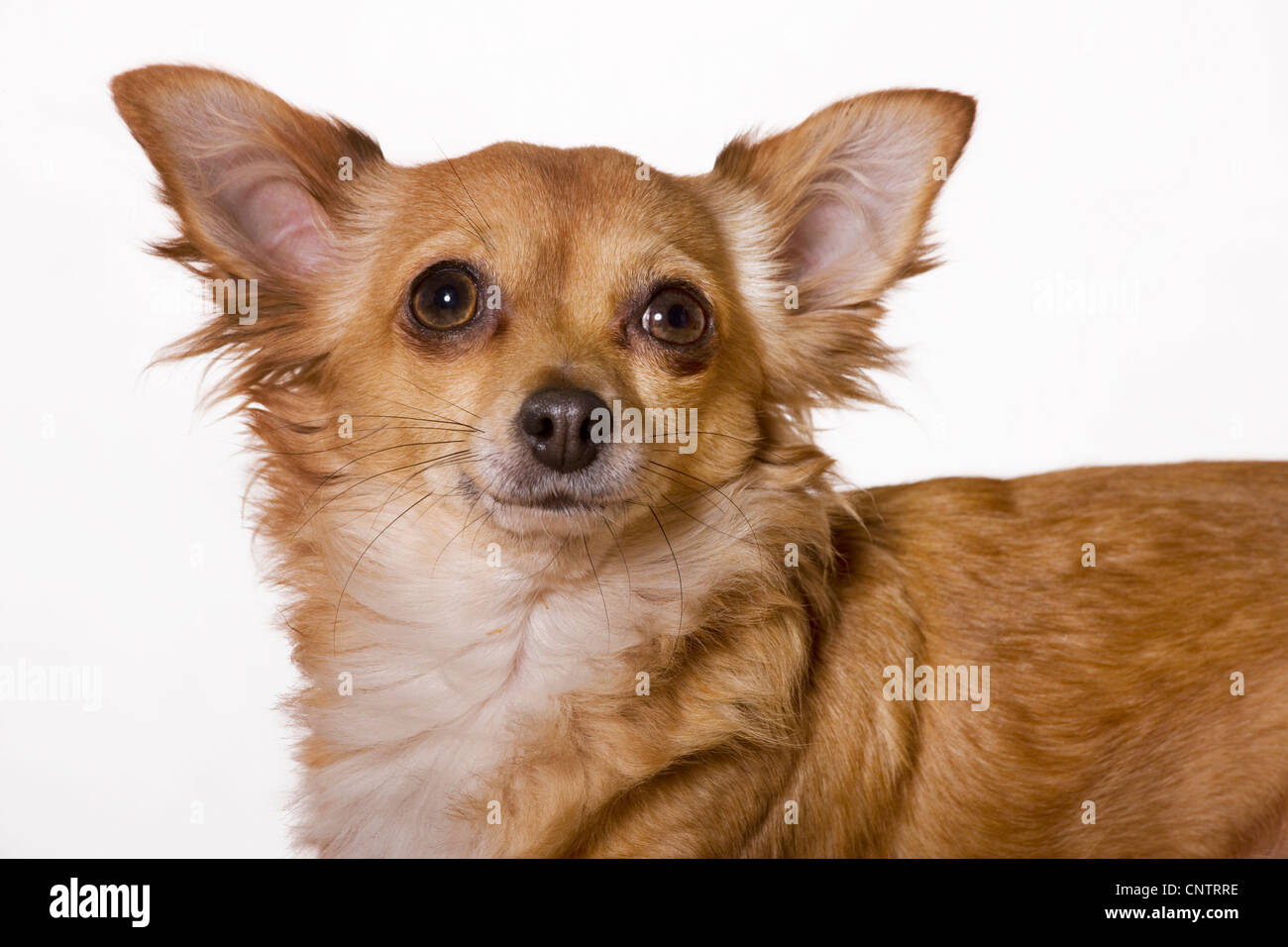 Long haired chihuahua portrait hi-res stock photography and images - Alamy