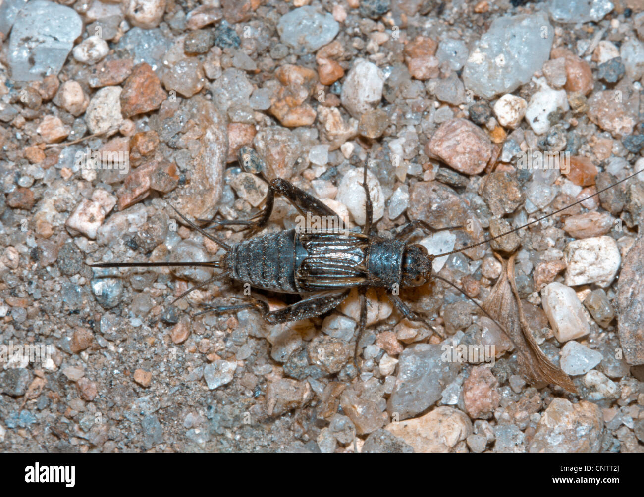 Overhead view of female Field Cricket (Gryllus assimilis), showing ovipositor and cerci, Colorado US. Stock Photo