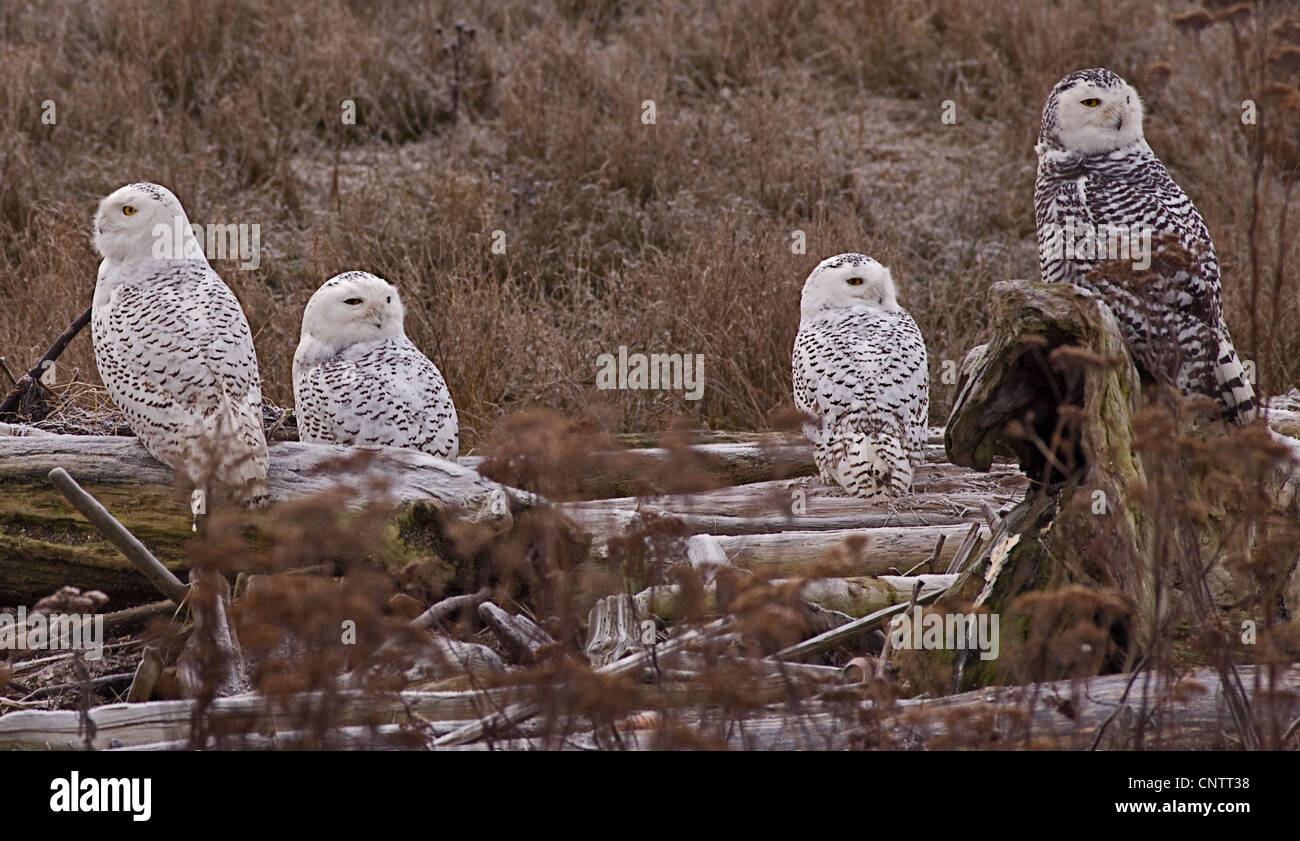 snowy owl Bubo scandiacus Stock Photo - Alamy